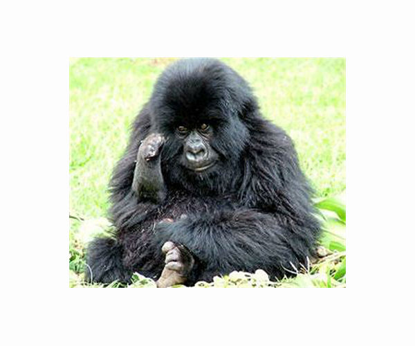 Captive-bred gorillas give birth in the wild: zoos