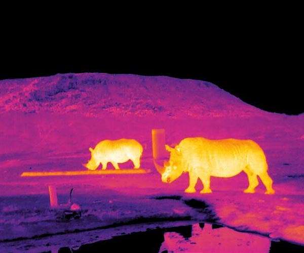 Rhino poaching down a third during lockdown in S.Africa