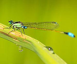 Pesticides significantly reduce biodiversity in aquatic environments