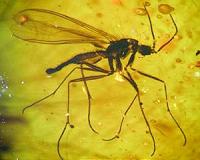 Scared out of its skin, ancient insect escaped sticky doom