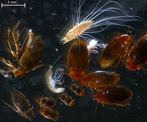 Ecosystems change long before species are lost