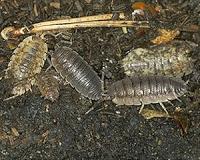 Insects on the move are trying to escape the heat
