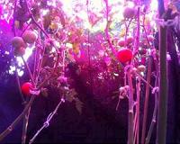 Targeted LEDs could provide efficient lighting for plants grown in space