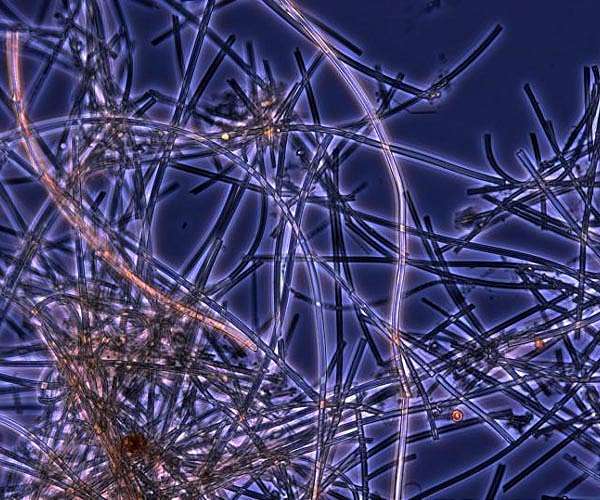Bacteria found to eat forever chemicals - and even some of their toxic byproducts