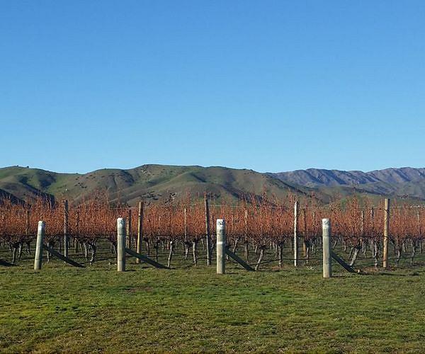 Slowing down grape ripening boosts flavors prized by winemakers
