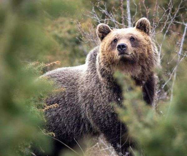 Human proximity linked to evolution of smaller less aggressive Italian brown bears