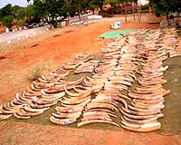 CITES chief in southern Africa to supervise ivory auctions