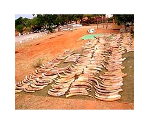 S. Korea diplomat probed for ivory shipment