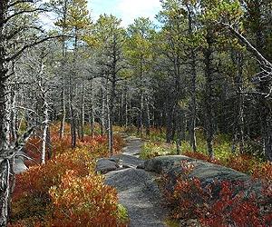 Forest accords not saving trees, experts
