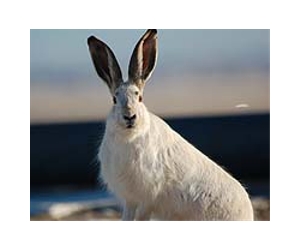 'Year of the Rabbit' could also be year of the love cheat
