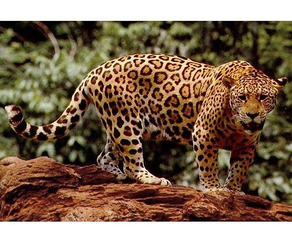 Scorched jaguar returns home after Brazil fire ordeal