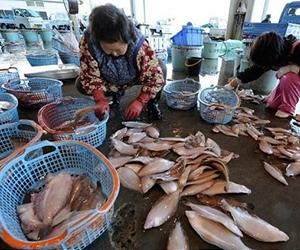 Record high radiation level found in fish: TEPCO