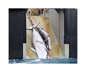 Australia legal challenge to Japan whaling moves closer