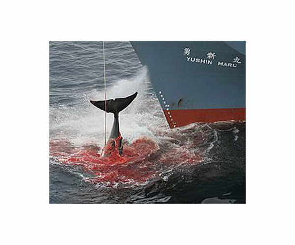Anti-whaling activist Watson has 'no regrets' after arrest: colleague