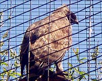 Bird Flu Found In Endangered Japanese Eagle