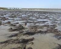 Beaches choked with stinky seaweed could be the new normal