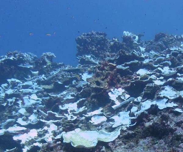 Global coral bleaching event biggest on record: US agency