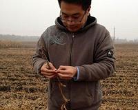 China's farmers reap rich harvest through video-sharing apps