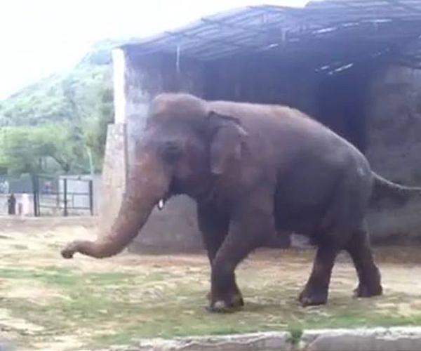 Pakistan's lonely elephant Kaavan packs trunk for Cambodia