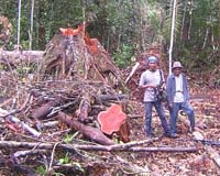 Logging Road Threatens Rare Peat Dome
