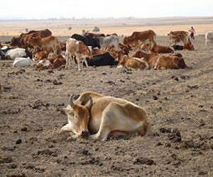Northern Kenya at risk of drought: Red Cross