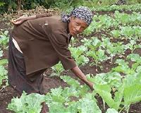 'Like a miracle': Poo powering Kenya's modern farmers