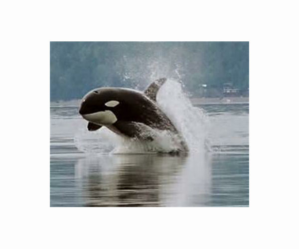 Baby orca dies in New Zealand after fruitless search for mother