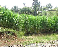 VIASPACE Discusses Giant King Grass At Biofuels Conference