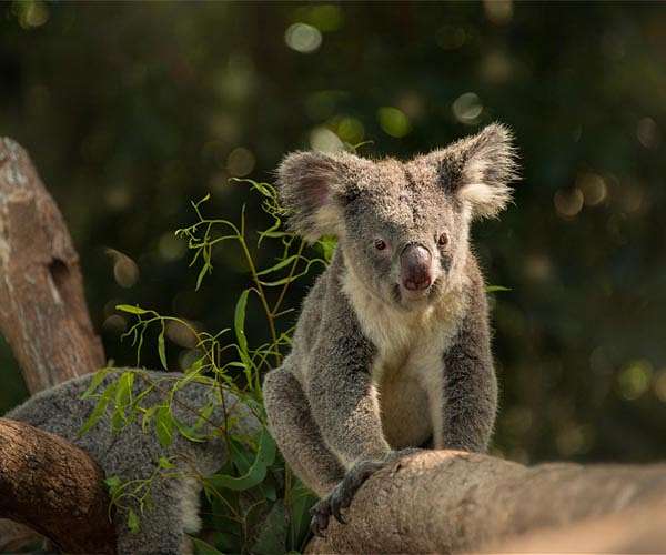 Australia approves chlamydia vaccine for koalas