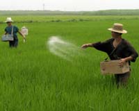 Indefinite Donor Accord To Preserve World Rice Varieties