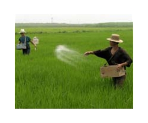 Rice advice: Philippine farmers get tech-savvy