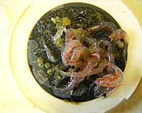 Ecologist Brings Century-old Eggs To Life