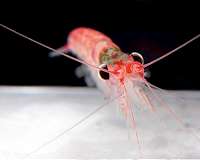 Business as usual for Antarctic krill despite ocean acidification