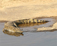 Elusive search for Kruger crocodile die-off baffles scientists