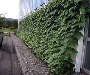 KYOCERA Grows Green Curtains of Foliage to Help Meet New Energy Reduction Targets