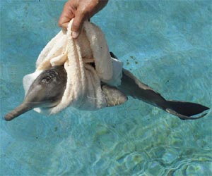 Rare dolphin species threatened by big fishnets
