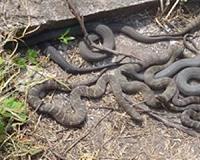 Rare snake fossil sheds light on early reptile evolution
