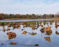 Wetland experts explain role of vital carbon sinks carbon cycle in new report