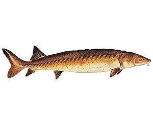 WWF welcomes first Bulgaria ban on Danube sturgeon fishing