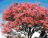 Substance In Tree Bark Could Lead To New Lung-Cancer Treatment