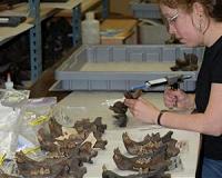 Mammal body-size responds to climate change in ancient Wyoming
