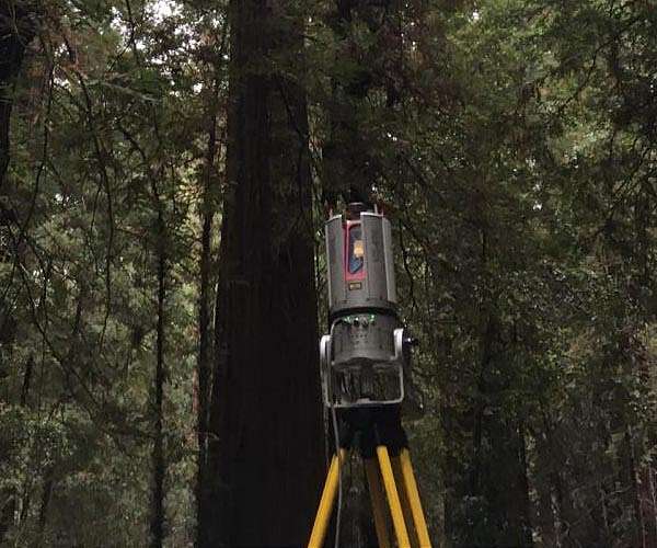 Laser technology measures biomass in world's largest trees