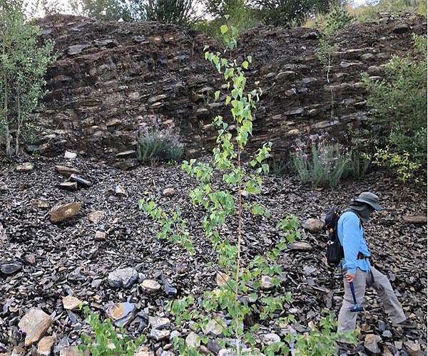 Rapid fluctuations in oxygen levels coincided with Earth's first mass extinction