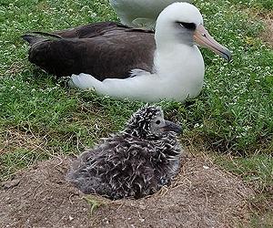 Oldest Known Wild Bird In US Returns To Midway To Raise Chick
