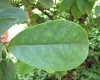 Plant scientists unravel a molecular switch to stimulate leaf growth