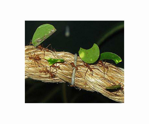 Leaf-cutter ant first insect found with biomineral body armour