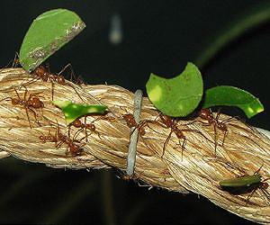 Researchers unearth bioenergy potential in leaf-cutter ant communities