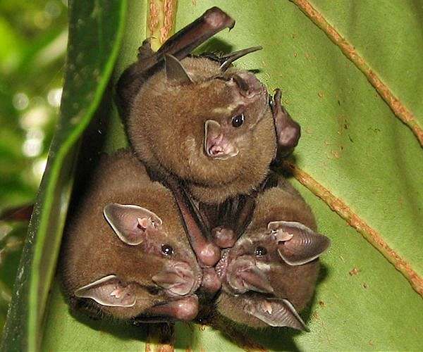 U.S. classifies northern long-eared bat as an endangered species