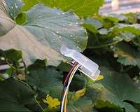 Leaf sensors can tell farmers when crops need to be watered