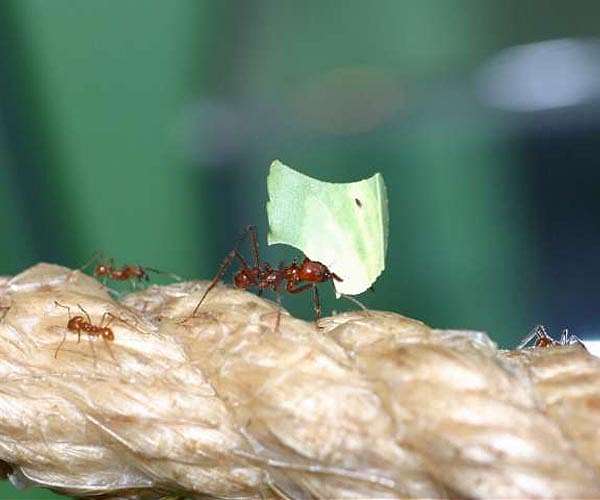 Fungal garden cultivated by Leafcutter Ants provide insights into biofuels